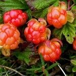 Rubus chamaemorus Frukto