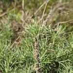 Artemisia californica Fruto