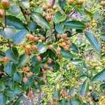 Azara lanceolata Frucht