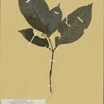 Eumachia astrellantha 葉