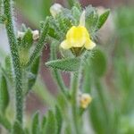 Linaria arenaria Övriga