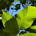 Juglans regia Leaf