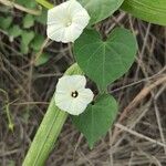 Ipomoea obscura Λουλούδι