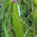 Lathyrus palustris Συνήθη χαρακτηριστικά