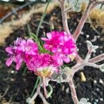 Eriogonum umbellatum Лист