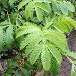 Melianthus major Blatt