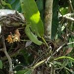 Polystachya galeata Vivejo