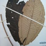 Miconia punctata Arall