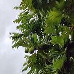 Artocarpus altilis পাতা