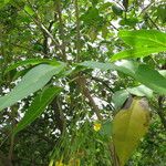 Jasminum subhumile Other