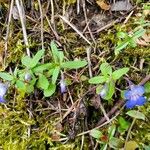 Collinsia parviflora Žiedas