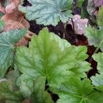 Heuchera americana叶