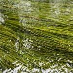Eleocharis elongata Hoja