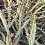 Euphorbia waterbergensis Ліст