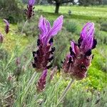 Lavandula pedunculata Blüte