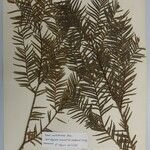 Taxus wallichiana Other