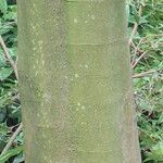 Acer carpinifolium Ekosanga