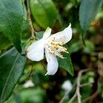 Camellia lutchuensis Цветок