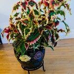 Coleus decurrensपत्ता