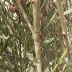 Prunus scoparia Corteza