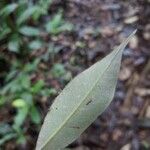 Licania parvifructa 葉