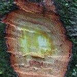 Cyrtogonone argentea Rinde