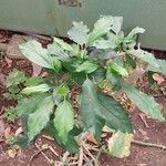 Hibiscus schizopetalus Leaf