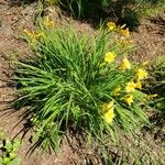 Hemerocallis minor Habit