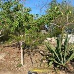 Cordia dodecandra Habitatea