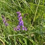 Vicia craccaFlower