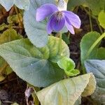 Viola suavis 花