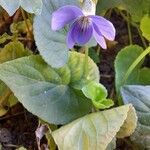 Viola suavis Flor