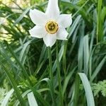 Narcissus × medioluteusFlor