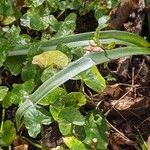 Hyacinthoides non-scripta Leaf
