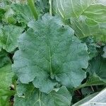 Rheum officinale Feuille
