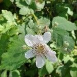 Rubus wahlbergii फूल