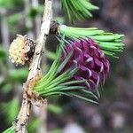 Larix decidua Плід