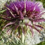 Carduus nutans Flower