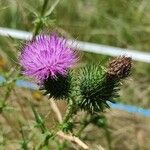 Cirsium vulgareFleur