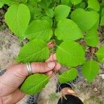 Lonicera canadensis Leaf