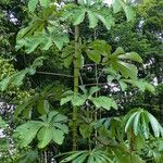 Cecropia peltata পাতা