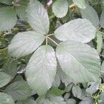 Rubus silvaticus Blad