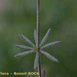 Galium obliquum Leaf