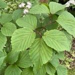 Viburnum sieboldii Leaf