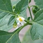 Solanum nigrum Цветок