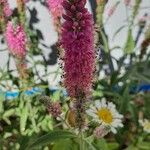 Spiraea corymbosa 花