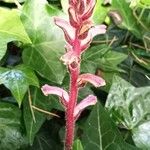 Orobanche hederaeFlower