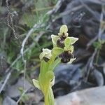 Ophrys bombyliflora Flower