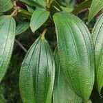 Tibouchina mutabilis Folio