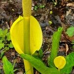 Lysichiton americanus 花
